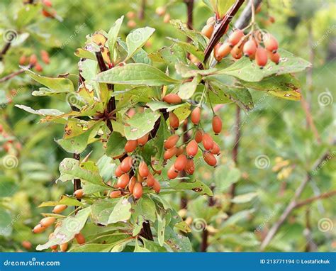 burberrys fruta|what is berberis vulgaris.